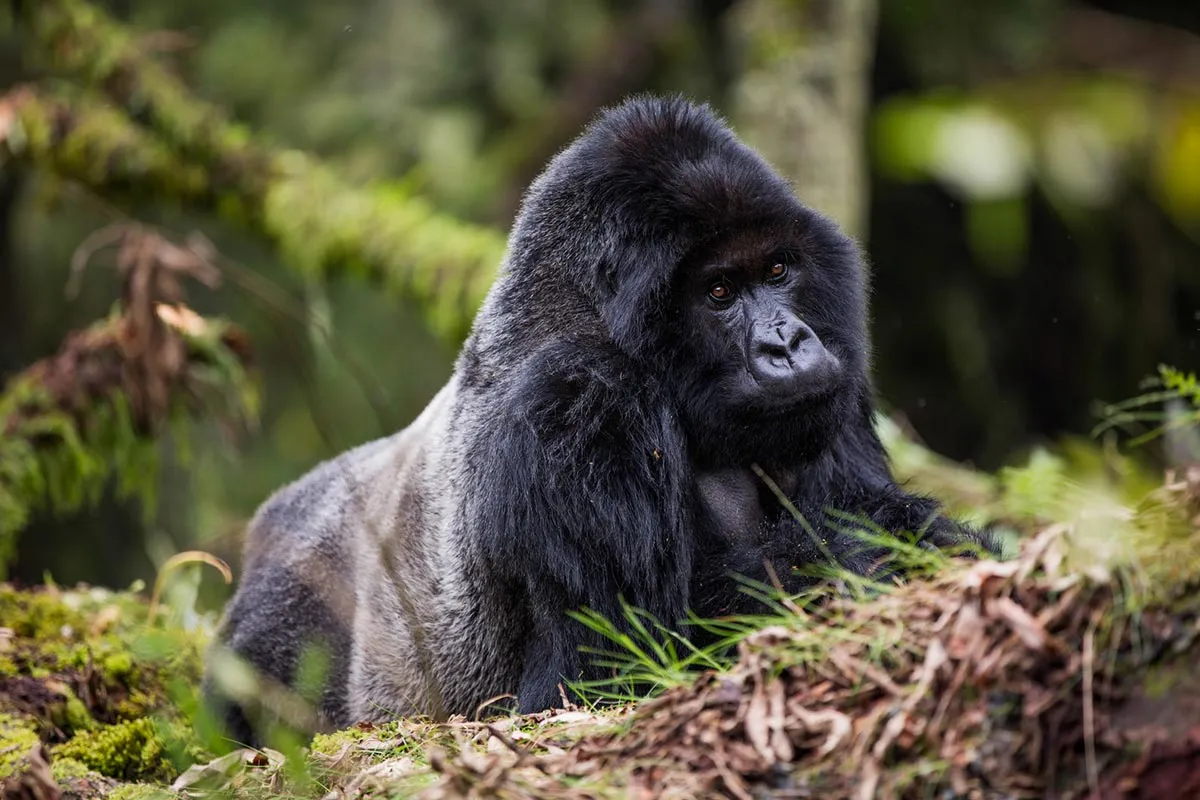 Rwanda Adventures