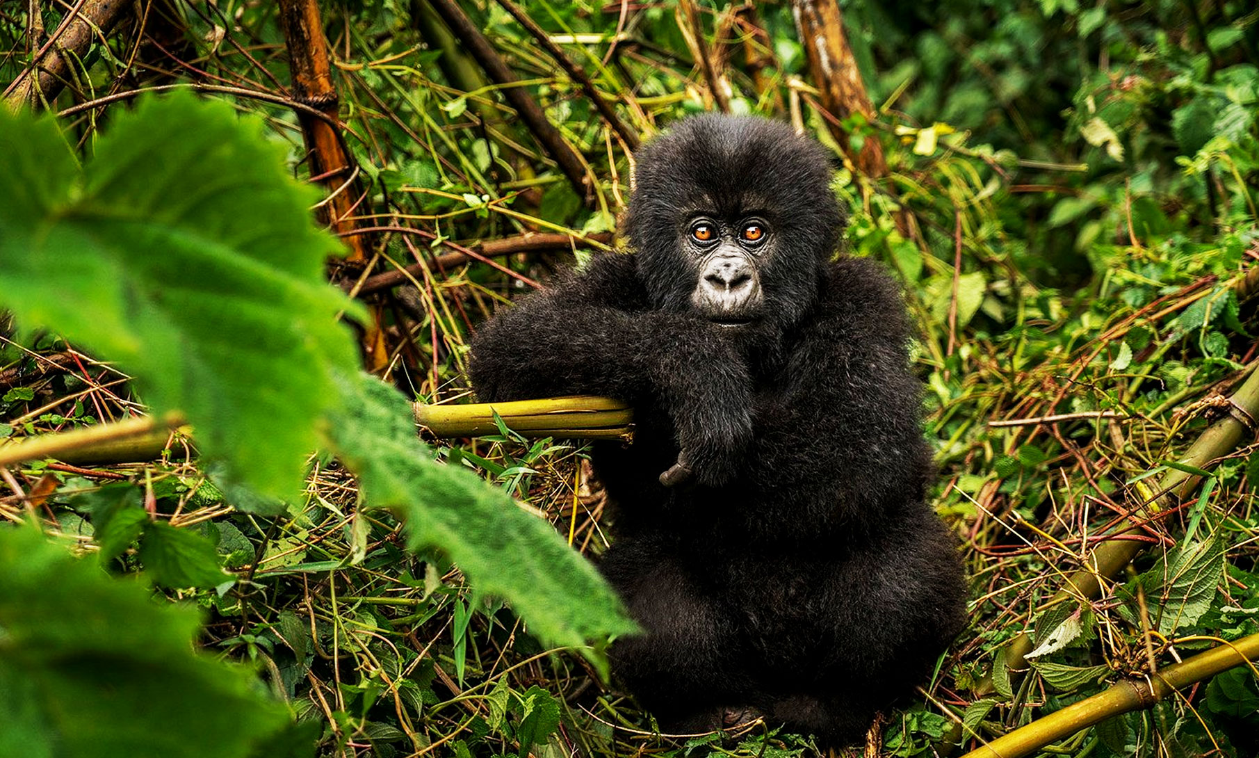 Rwanda Adventures